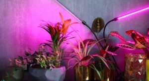 Grow Lights for Indoor Plants Why Light Quality Matters Most: