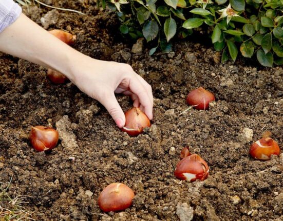 How to Plant Tulip Bulbs - 9 Steps for Perfect Spring Blooms!