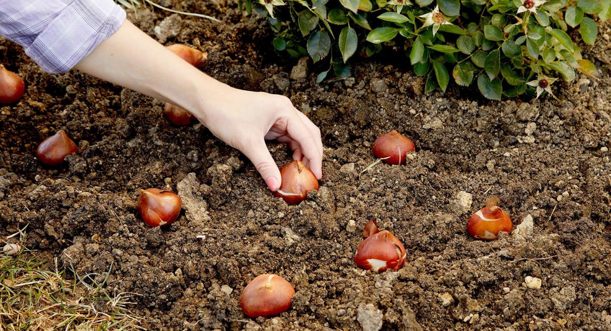 How to Plant Tulip Bulbs - 9 Steps for Perfect Spring Blooms!