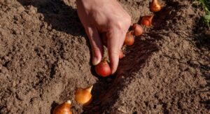 How to Plant Tulip Bulbs in the Right Soil and Drainage Conditions: