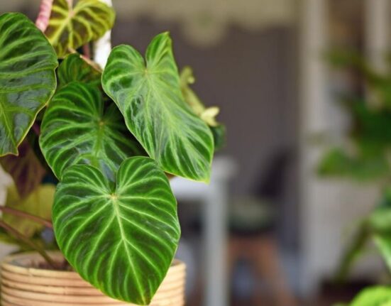 Philodendron Plant - 13 Expert Secrets for Lush Growth!
