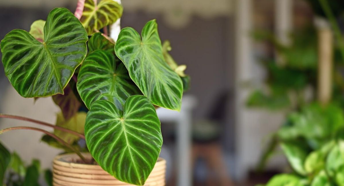 Philodendron Plant - 13 Expert Secrets for Lush Growth!