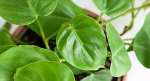 Philodendron Plant Origins Explain Every Care Requirement It Has: