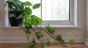 Philodendron Plant Light Requirements for Vigorous Healthy Growth:
