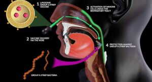 Why Do I Keep Getting Strep Throat Immune System Factors: