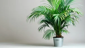 Windmill Palm Planting Essential Practices for Vigorous Establishment Success: