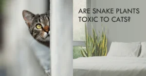 Are Snake Plants Toxic to Cats Full Toxicity Breakdown: