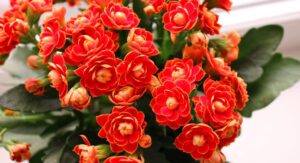Kalanchoe Plant Care Watering Methods to Prevent Root Rot: