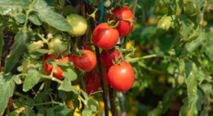 When to Plant Tomatoes Understanding Frost Dates and Climate Zones: