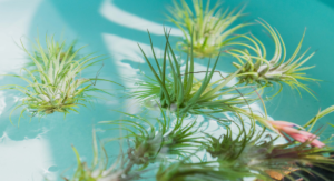 Air Plant Care Watering Schedule That Actually Works: