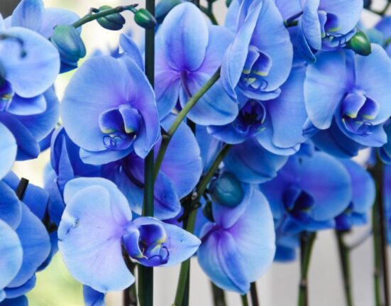 Midnight Blue Heart Plant - 7 Expert Secrets for Thriving Growth!