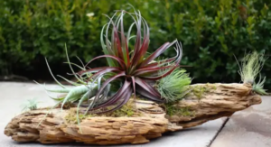 Air Plant Care Light Requirements Explained for Beginners: