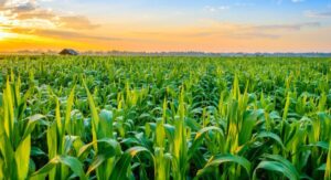 What Is a Field of Plants?