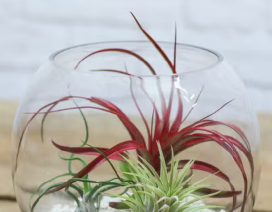 Air Plant Care - 7 Secrets to Keep Them Thriving All Year!
