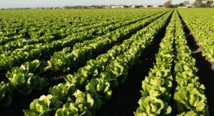 Benefits and Importance of a Field of Plants