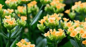 Kalanchoe Plant Care Light Exposure for Vigorous Blooming Growth: