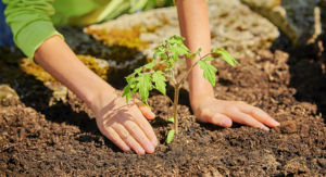 When to Plant Tomatoes Reading Soil Temperature for Perfect Results: