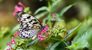 Plant with Butterfly Why Soil Health Determines Garden Success: