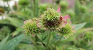 Plant with Butterfly Diagnosing Yellow Leaves and Disease: