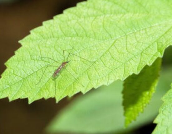 Mozzie Repellent Plants - 17 Natural Mosquito Fighters!