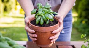 Mozzie Repellent Plants Why Plant Health Determines Real Effectiveness: