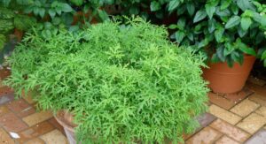 Mozzie Repellent Plants Citronella Group Top Performing Species: