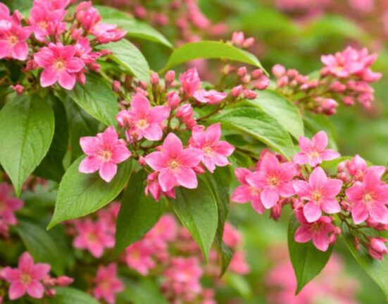 Planting a Jasmine - 11 Expert Steps for Stunning Bloom!