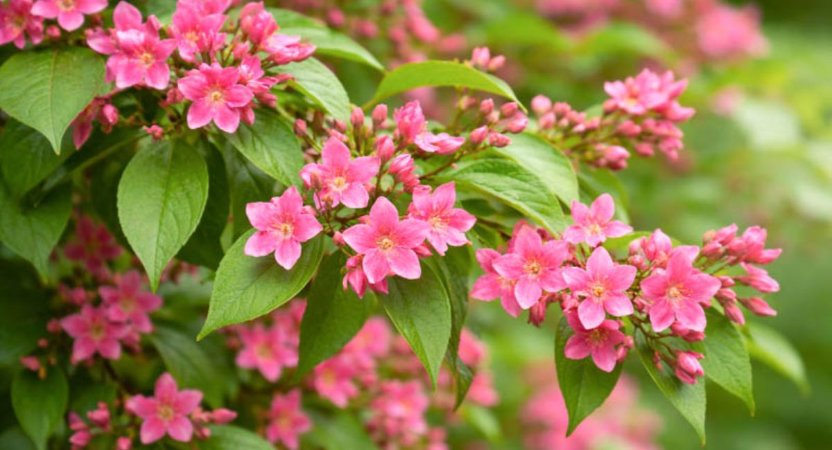 Planting a Jasmine - 11 Expert Steps for Stunning Bloom!