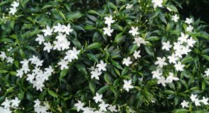 Planting a Jasmine Choosing the Right Site Determines Everything: