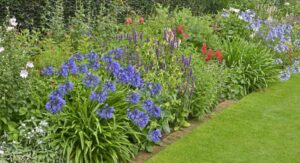 Correct Depth and Spacing When Planting Agapanthus Plants Today: