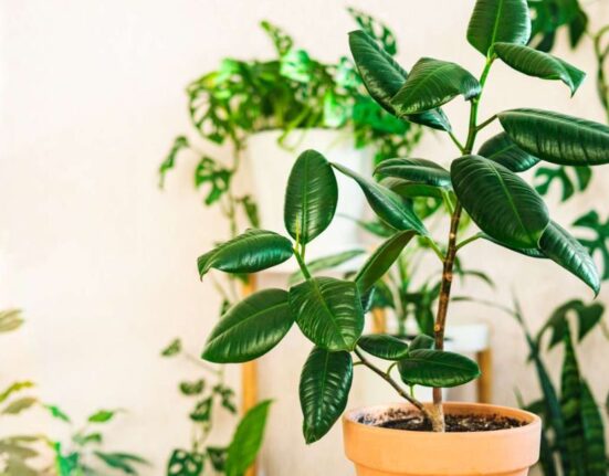 Rubber Plant Care - 9 Expert Secrets for Thriving Growth!