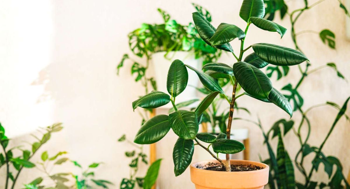 Rubber Plant Care - 9 Expert Secrets for Thriving Growth!