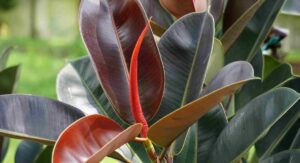 Rubber Plant Care Fundamentals Every New Owner Must Know:
