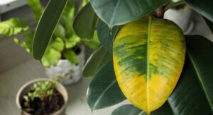 Rubber Plant Care Yellow Leaves Causes and Proven Solutions: