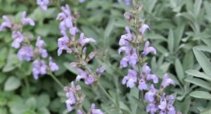 Sage Plant Spanish Origins Exploring Its Rich Mediterranean Heritage