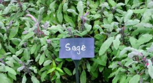 Sage Plant Spanish Soil Preparation Building the Perfect Growing Foundation: