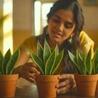 Snake Plant Benefits - 9 Amazing Reasons to Grow One!