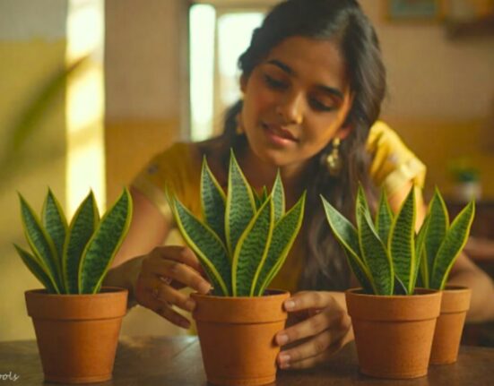 Snake Plant Benefits - 9 Amazing Reasons to Grow One!