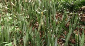 Snake Plant Benefits That Genuinely Transform Indoor Air Quality: