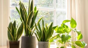 Snake Plant Benefits for Disease Resistance and Robust Plant Health:
