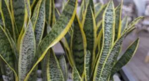 Snake Plant Benefits Revealed Through Common Symptoms and Diagnosis: