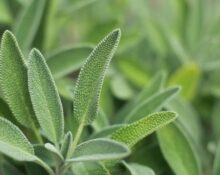Sage Plant Spanish - 7 Amazing Growing Secrets!