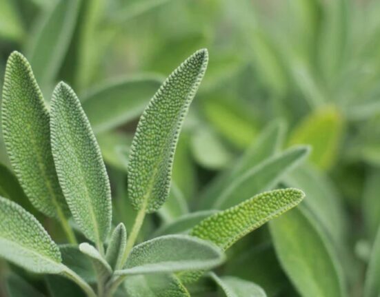 Sage Plant Spanish - 7 Amazing Growing Secrets!