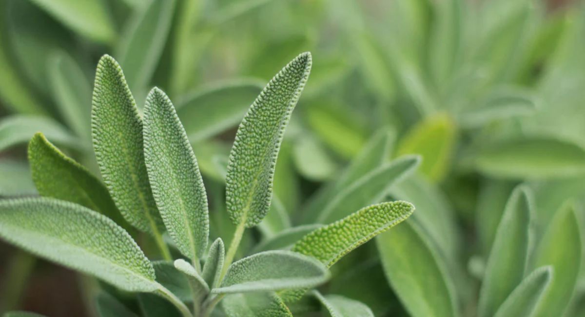 Sage Plant Spanish - 7 Amazing Growing Secrets!