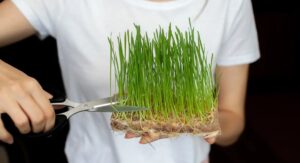 Zoysia Grass Planting Starts With Proper Soil Preparation:
