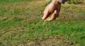 Choosing the Right Zoysia Grass Planting Method for Results: