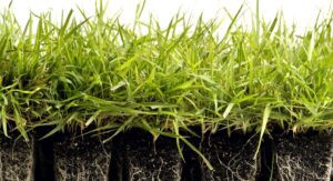 Watering Correctly After Zoysia Grass Planting Prevents Failure: