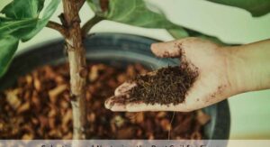 Ficus Tree Plants Soil Water and Feeding Complete Breakdown: