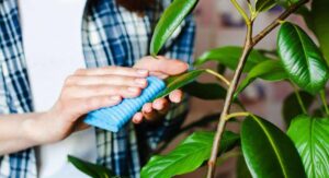 Ficus Tree Plants Full Guide to Recognizing Fungal Infections: