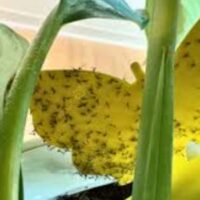 How to Get Rid of Gnats in Plants - 7 Proven Secrets!